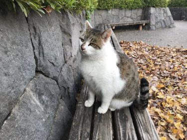 近所の公園に住む猫の観察日記#1