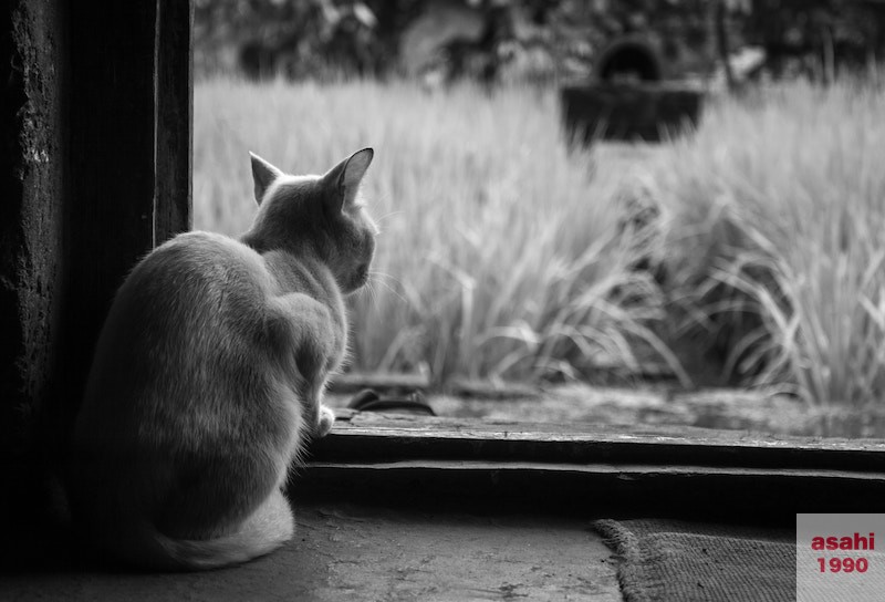 猫イジメに断固no 虐待動画の犯人を追えを観た感想 群馬のグンマーブログ 猫イジメに断固no 虐待動画の犯人を追えを観た感想 群馬のグンマーブログ