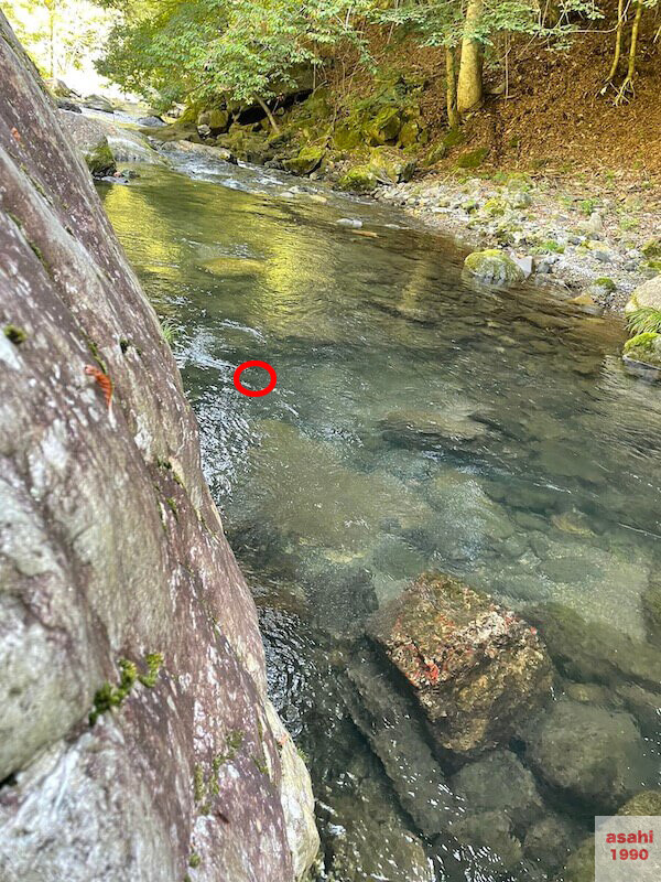 本谷 神流川　魚 ライズ