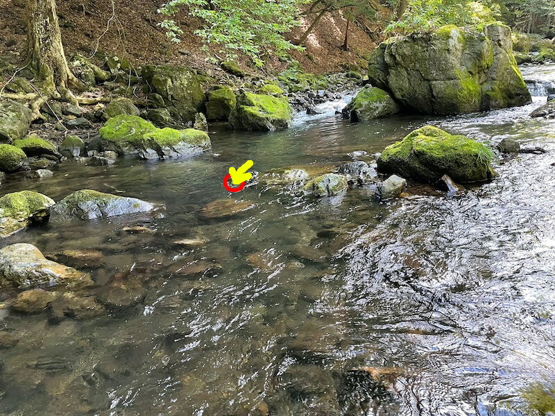 本谷 神流川 釣り