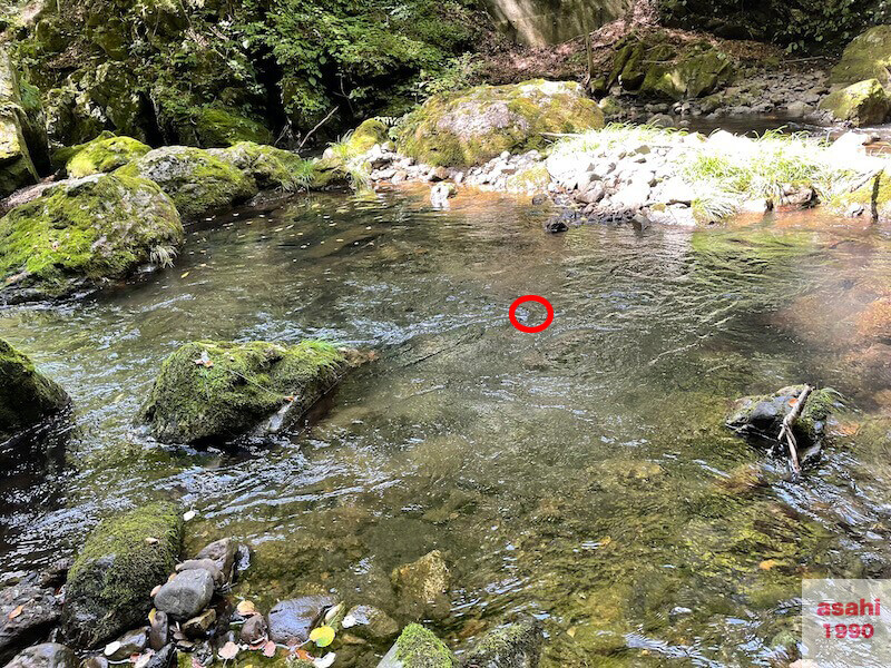 本谷 神流川 釣り ヒット