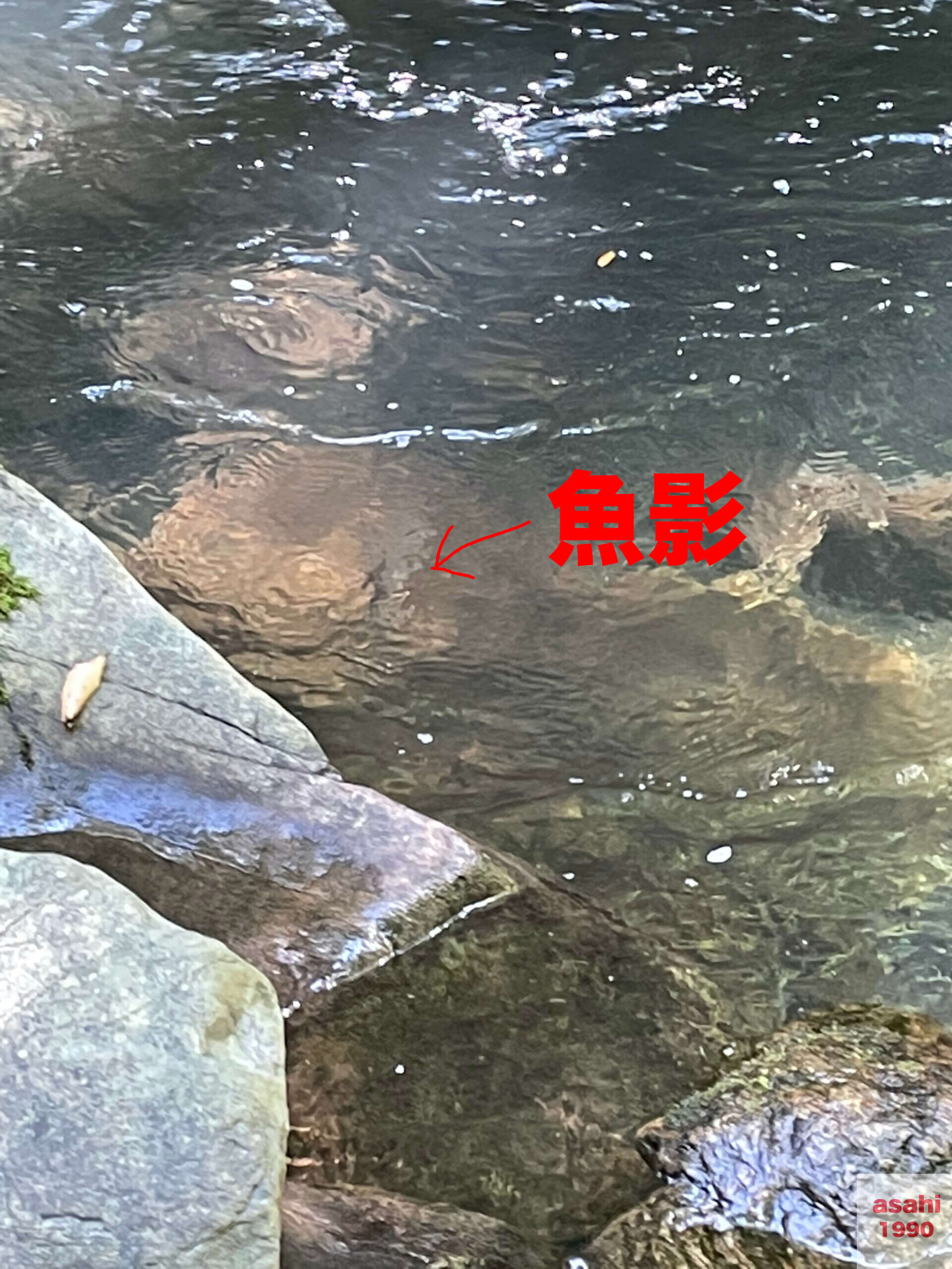 本谷 神流川 釣り 魚 ヤマメ