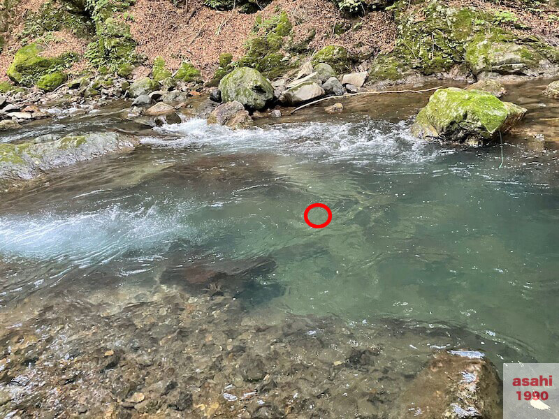 本谷 神流川 釣りアタリ