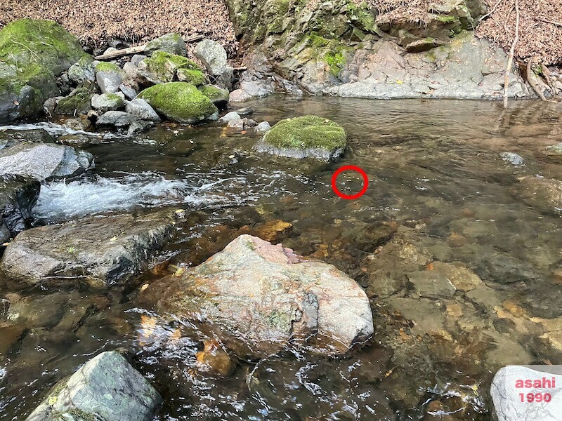 本谷 神流川 釣りテンカラ