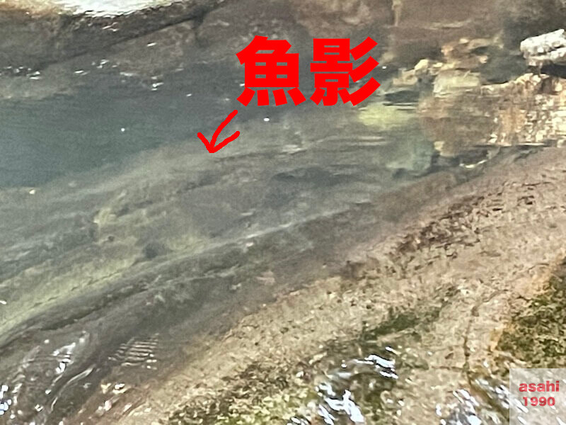 本谷 神流川 釣り　魚影