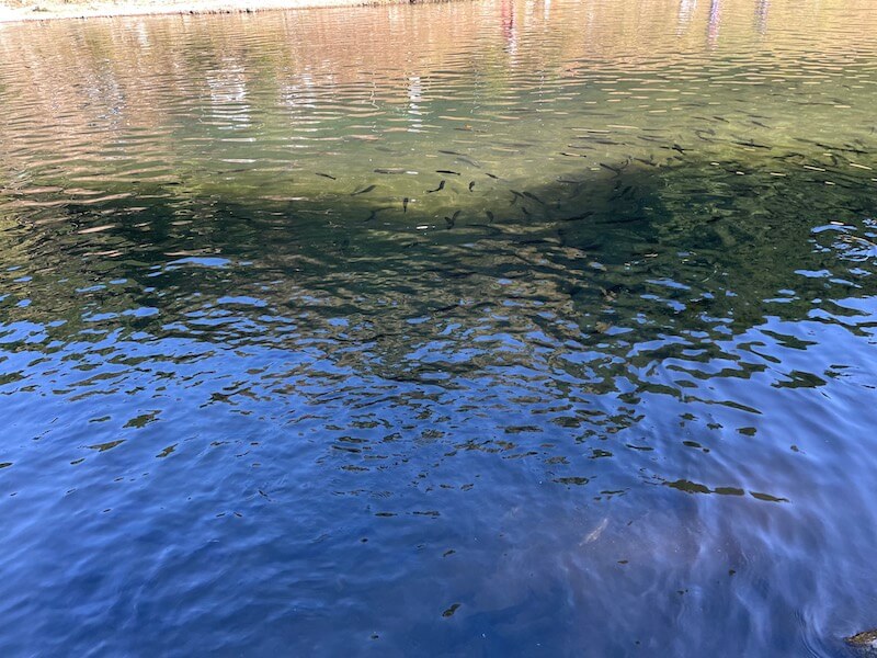 イワナセンター ルアー 魚影の濃さ