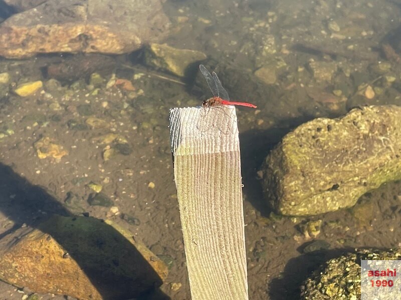 おくとねフィッシングパーク アキアカネ