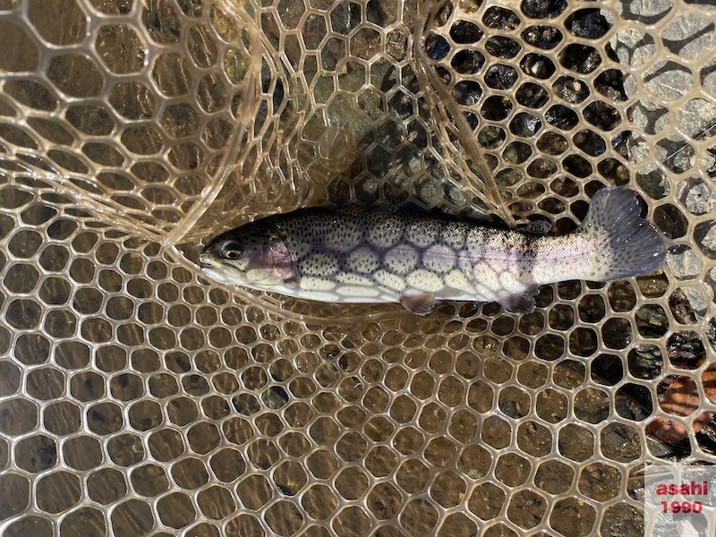 おくとねFP 管釣り