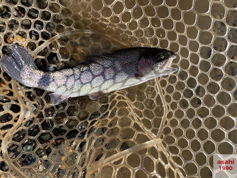 おくとねFP 管釣り ニジマス