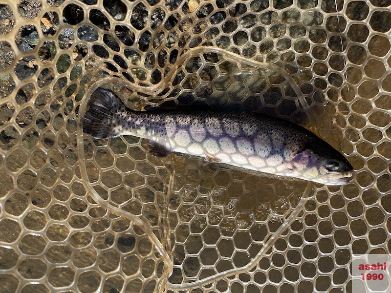 おくとねFP 管釣りちびティアロ