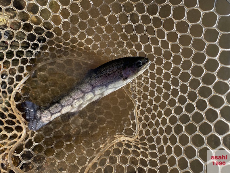 おくとねFP 管釣り