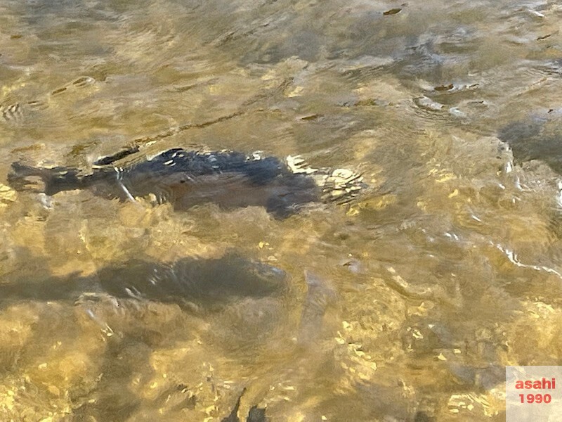 管釣り おくとねFP 大物