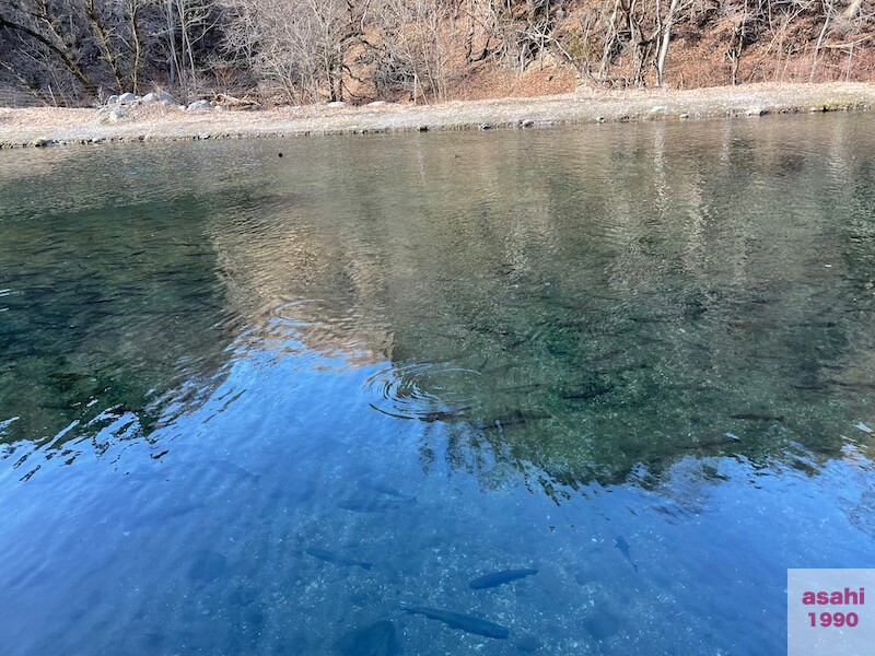 管釣り イワナセンター