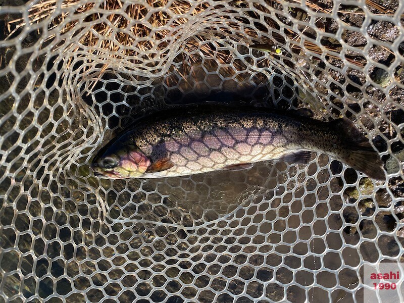 管釣り イワナセンター ボトムノックスイマー