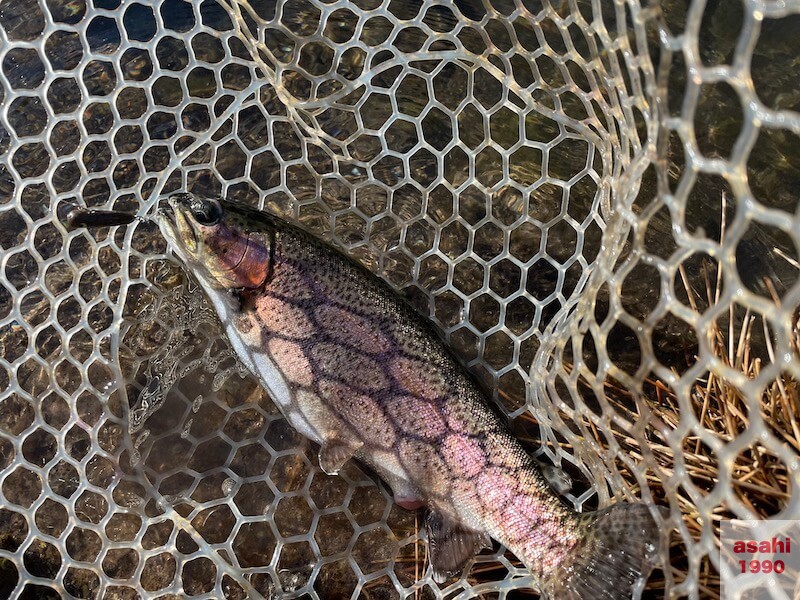 管釣り イワナセンター ボトムノックスイマー