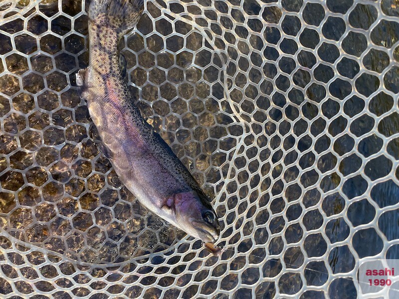 管釣り イワナセンター ボトムノックスイマー