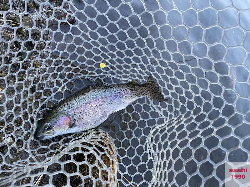 管釣り イワナセンター ブング