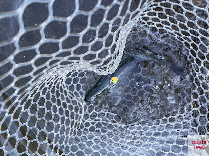 管釣り イワナセンター ブング