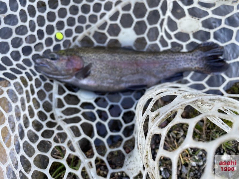 管釣り イワナセンター