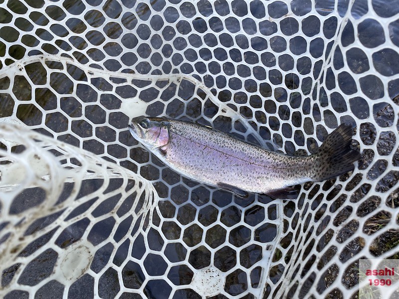 管釣り イワナセンター