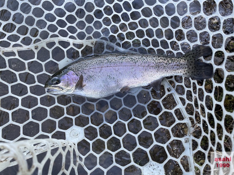 管釣り イワナセンター