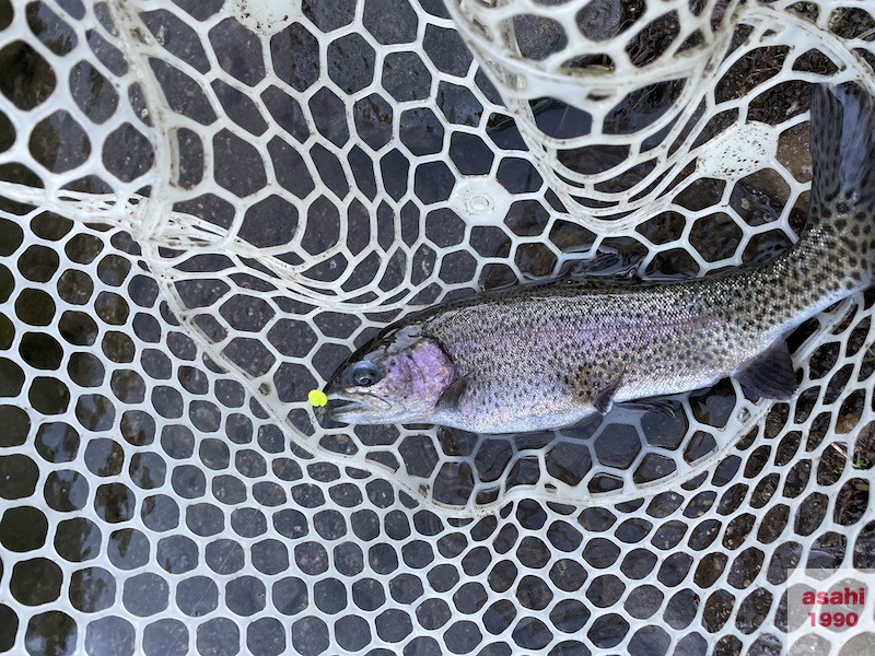 管釣り イワナセンター
