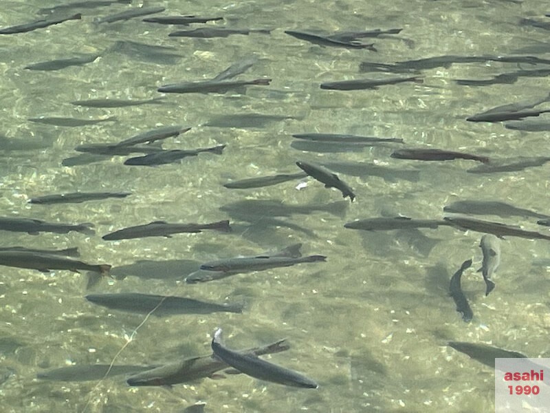 管釣り イワナセンター