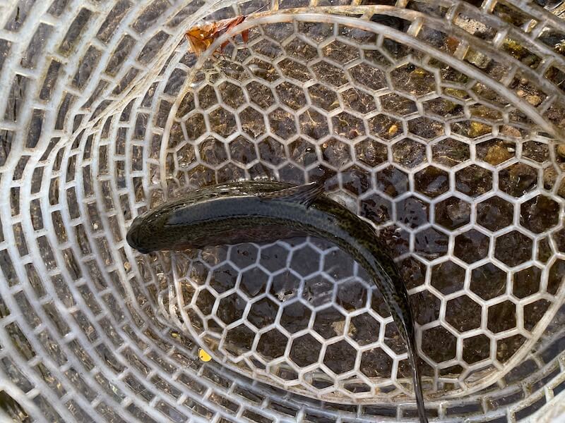 管釣り イワナセンター