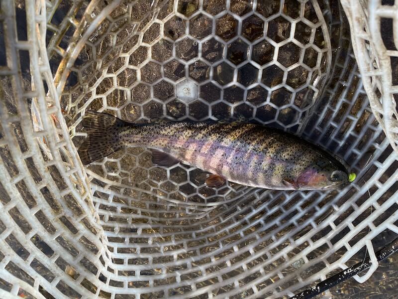 管釣り イワナセンター