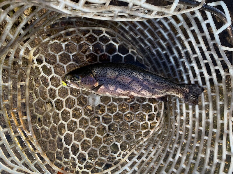 管釣り イワナセンター