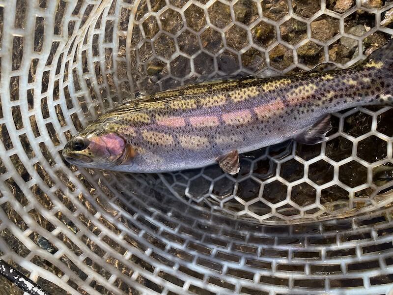 管釣り イワナセンター