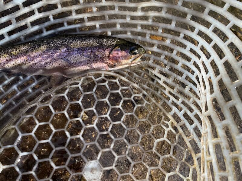 管釣り イワナセンター