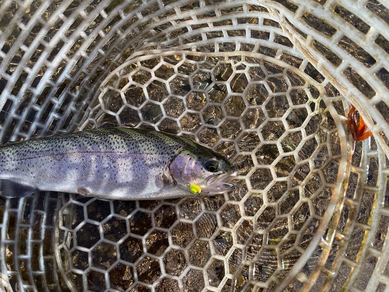 管釣り イワナセンター