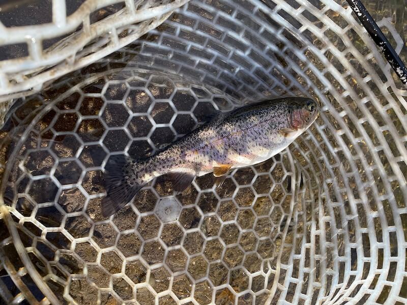 管釣り イワナセンター