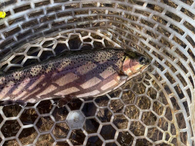 管釣り イワナセンター