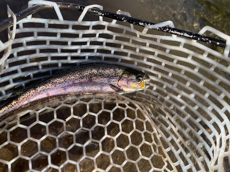 管釣り イワナセンター