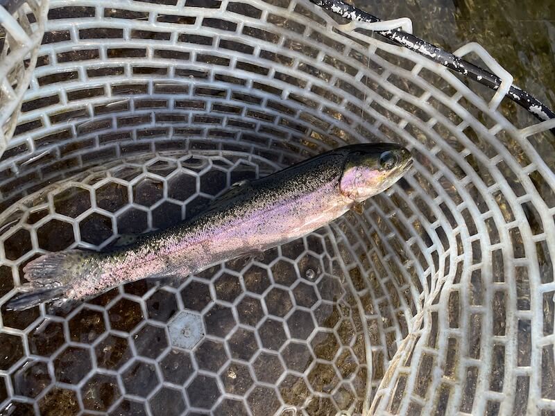 管釣り イワナセンター