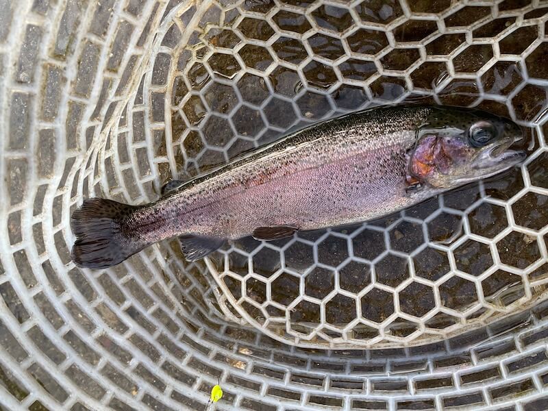 管釣り イワナセンター