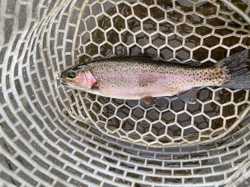 管釣り イワナセンター