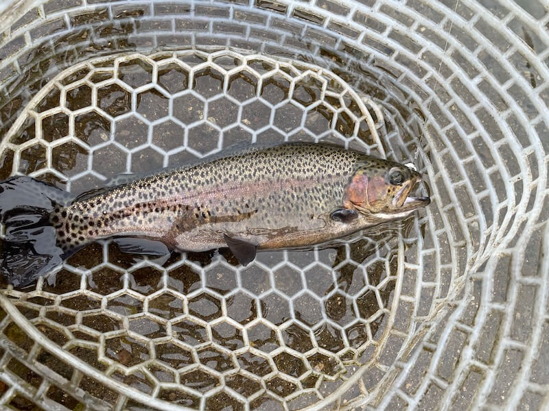 管釣り イワナセンター