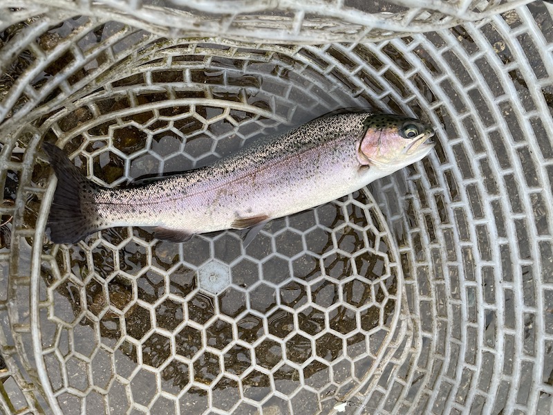 管釣り イワナセンター