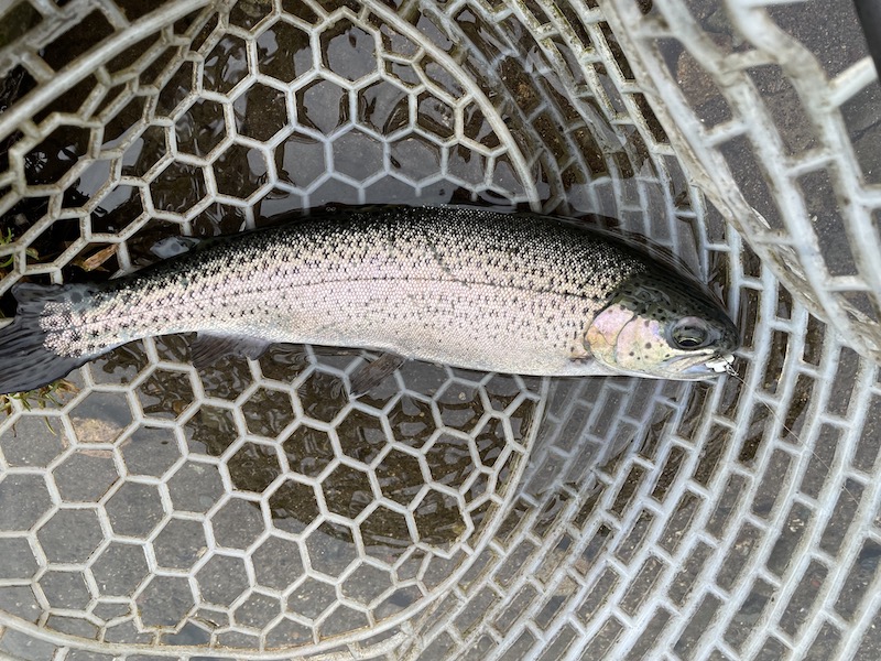 管釣り イワナセンター