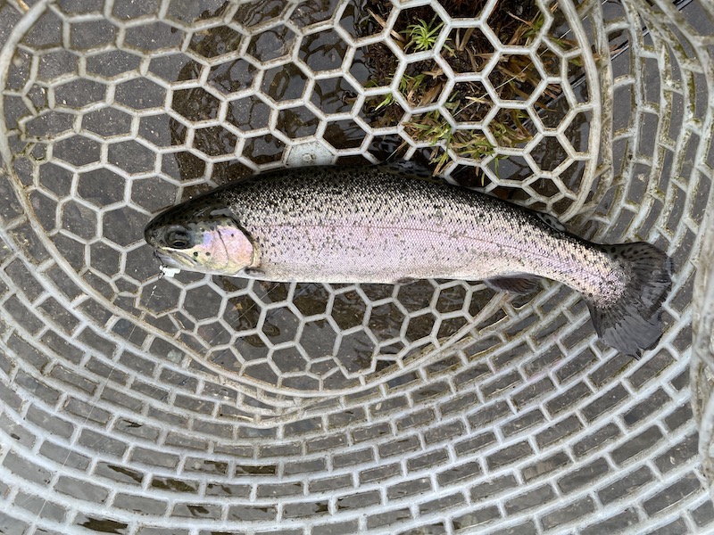 管釣り イワナセンター