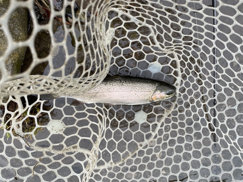 管釣り イワナセンター