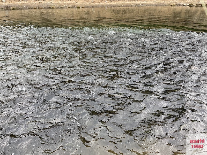 管釣り イワナセンター