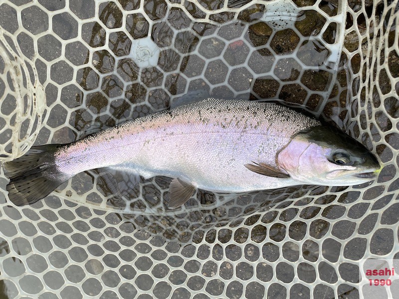 管釣り イワナセンター