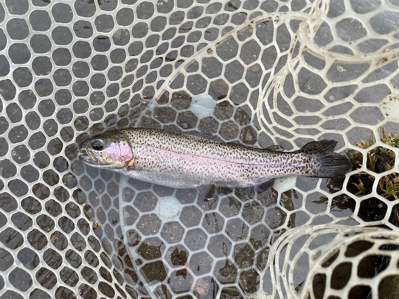 管釣り イワナセンター