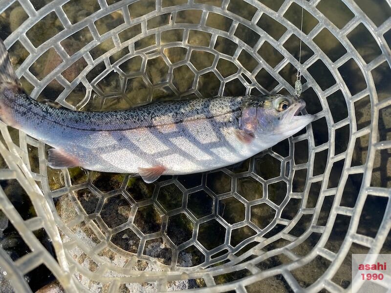 管釣り 増井養魚場