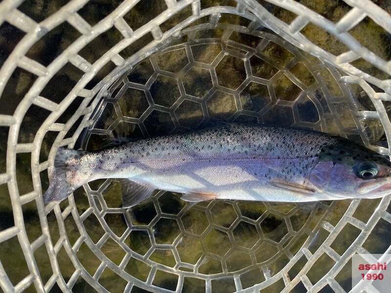 管釣り 増井養魚場