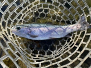 増井養魚場釣行記(2021年12月下旬)